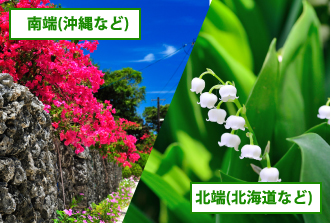 沖縄で美しく見える花・北海道で美しく見える花